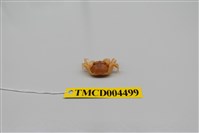 藏品(衛氏毛帶蟹)的圖片